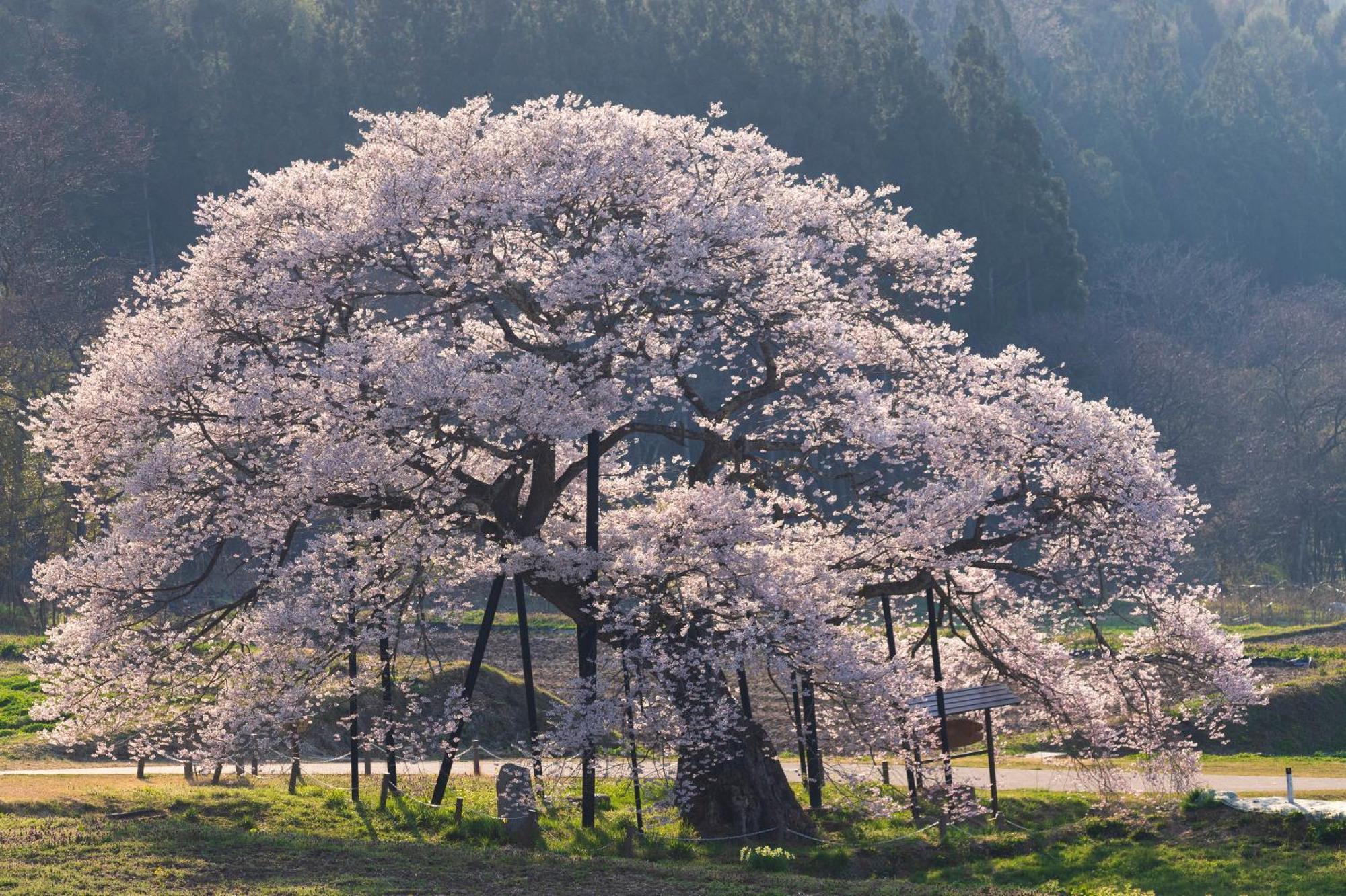 The Toji Ba Matsukawakan Takayama  Buitenkant foto